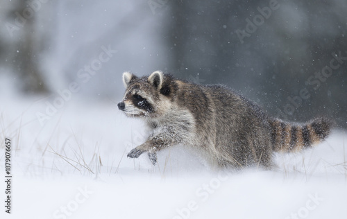 Racoon ( Procyon lotor ) close up © Piotr Krzeslak