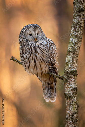 Ural owl ( Strix uralensis ) close up © Piotr Krzeslak