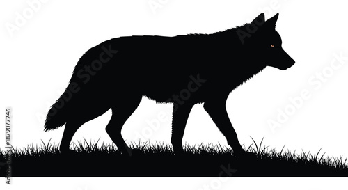 A striking black wolf stands alert amidst tall grass its form sharply defined against a bright backdrop a captivating silhouette
