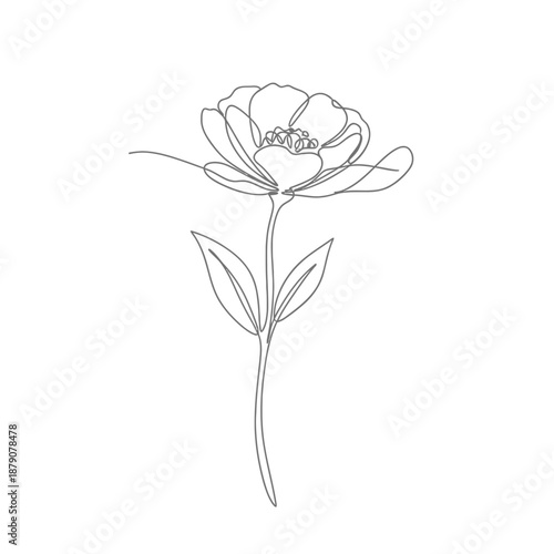 Minimalist Floral Line Drawing Of Flower In Gray On White Background