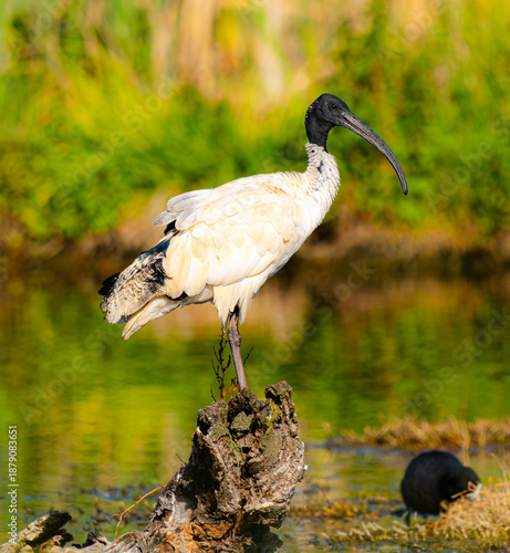 Tableau sur toile Australian white ibis - bin chicken
