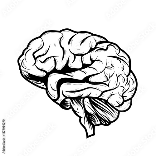 human brain vector illustration