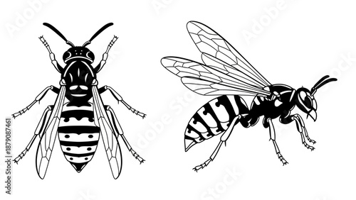 Black and white illustration of wasp and hornet from different viewpoints