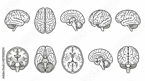Human Brain Anatomy Vector Illustration – Lateral, Sagittal, Coronal, Axial Views with Labeled Lobes, Cerebellum, Brainstem for Medical, Educational, Scientific Use