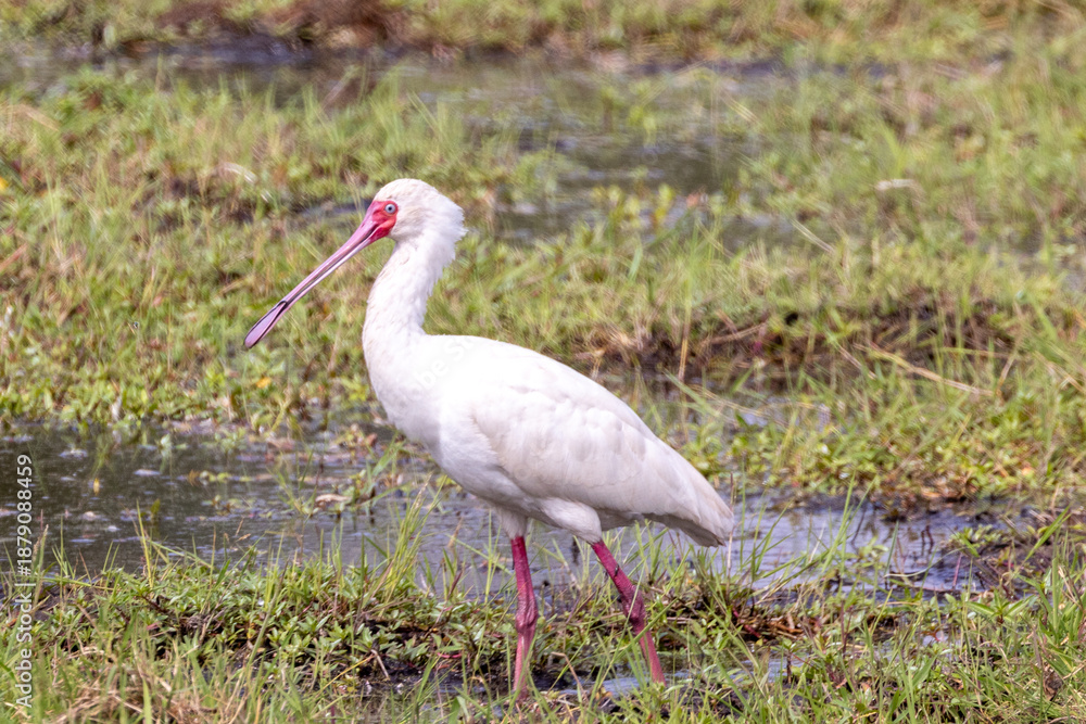 Obraz premium African spoonbill wading in the marshes of Amboseli National Park in Kenya Africa KEN