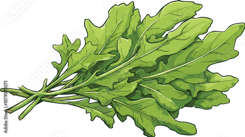 Vibrant Arugula Cartoon Style Vector Illustration for Fresh Food Concepts