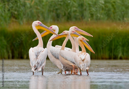 Adult and juvenile Great White Pelicans (Pelecanus onocrotalus) filmed in a small flock standing in the waters of the Danube