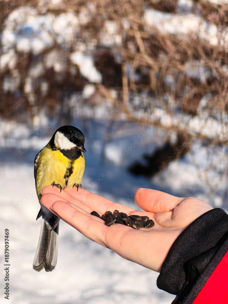 Fototapeta premium The bird is sitting on the arm. A tit sits on a woman's palm and looks at the seeds. Helping birds in winter