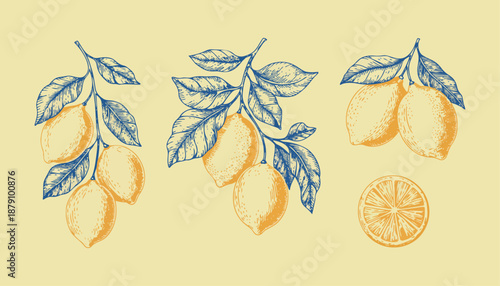 Vintage Lemon Branch Illustration Set with Hand Drawn Citrus Fruit and Blue Leaves for Mediterranean Design