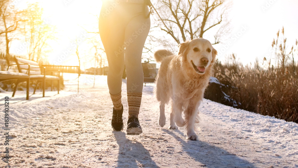 Fototapeta premium Golden Retriever Running With Owner On A Snowy Park Path