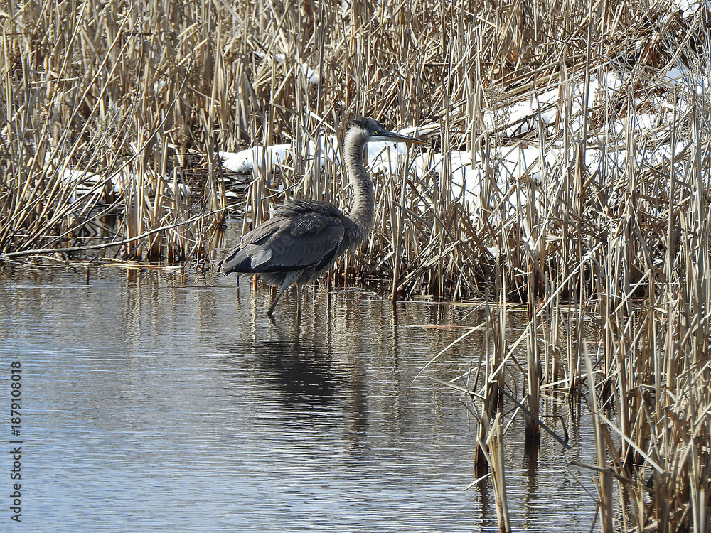 Fototapeta premium A great blue heron, enjoying a cold winter day, within the wetlands of the Bombay Hook National Wildlife Refuge, Kent County, Delaware. 