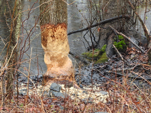 фотографія Evidence of a busy beaver, tooth marks on the lower trunk of a tree, and piles of wood chips on the ground