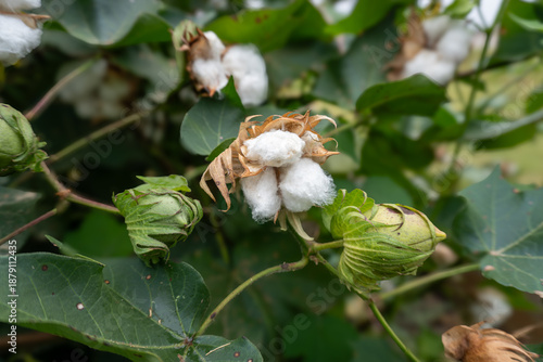 Cotton plant, a shrubby plant with broad three-lobed leaves and seeds in capsules, or bolls. Each seed is surrounded with downy fiber. Gossypium (Gossypieae, Malvaceae) from which cotton is harvested.