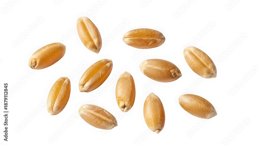 Obraz premium Group of wheat grains on transparent background isolated