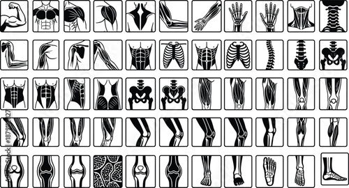 Human anatomy, muscle structure, bone system, skeletal joints, medical reference, musculoskeletal chart, educational diagram, healthcare illustration, orthopedic study, flat vector illustration