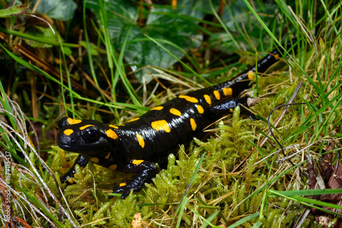Korsischer Feuersalamander // Corsican fire salamander (Salamandra corsica) - Korsika, Frankreich