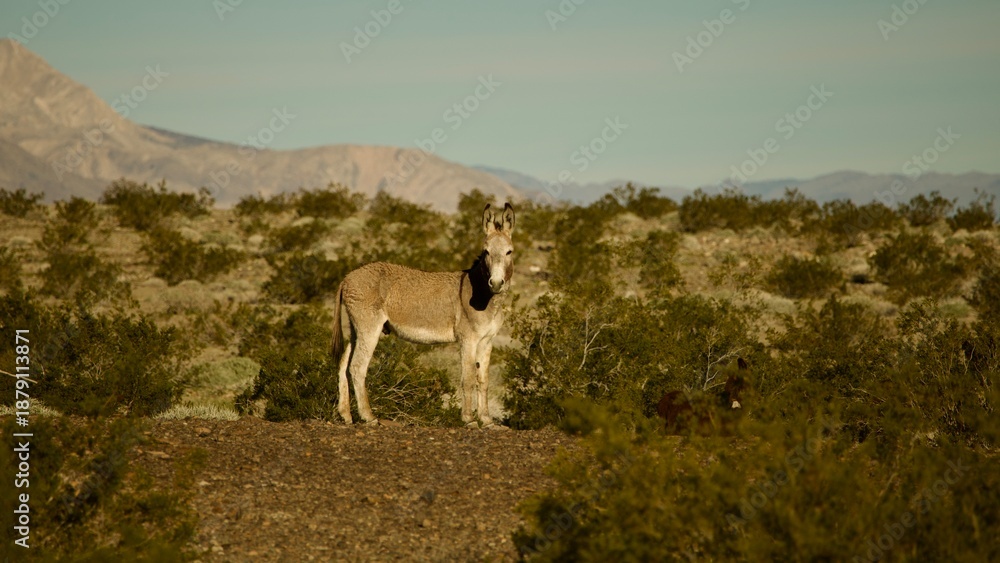 Naklejka premium wild donkeys in the Death Valley desert