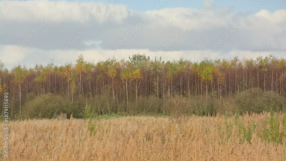 Fototapeta premium Wetlands and autumn birch forest in Gentbrugse MEersen nature reserve. Ghent, Flanders, Belgium 
