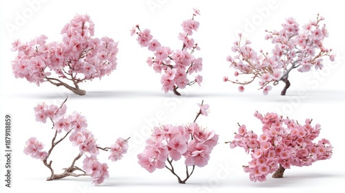 Collection of six pink cherry blossom branches on white background.