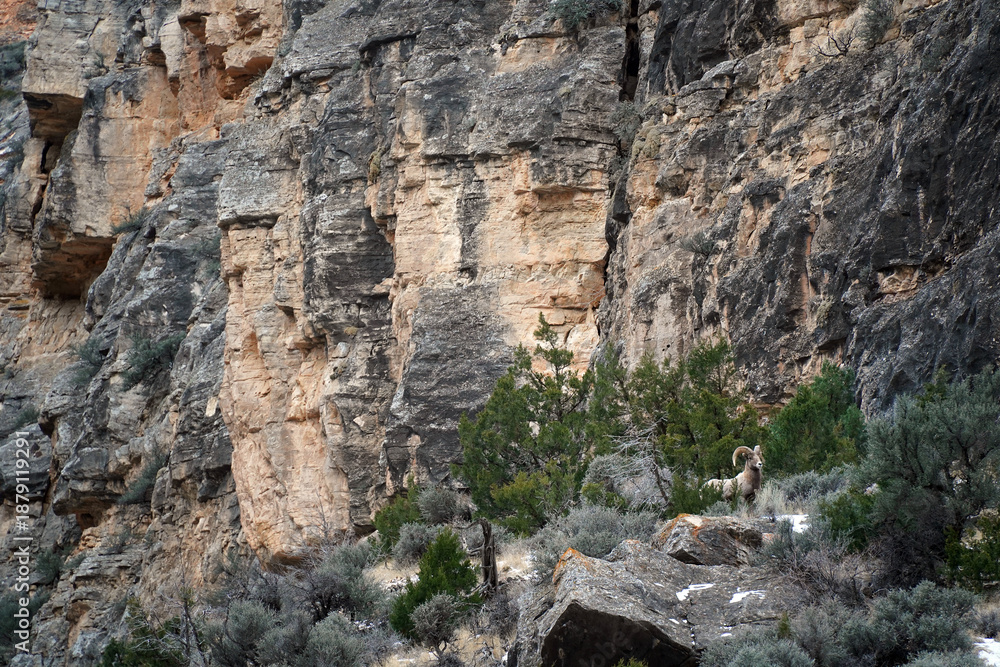 Fototapeta premium Big Horn Sheep
