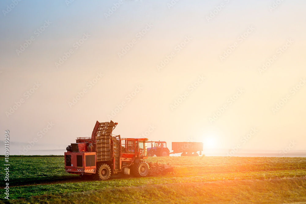 Fototapeta premium farmers harvest early in the morning at sunrise.