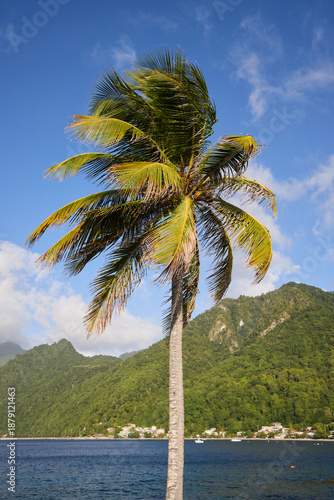 palm tree and blue sky with some scattered clouds in a tropical setting.s