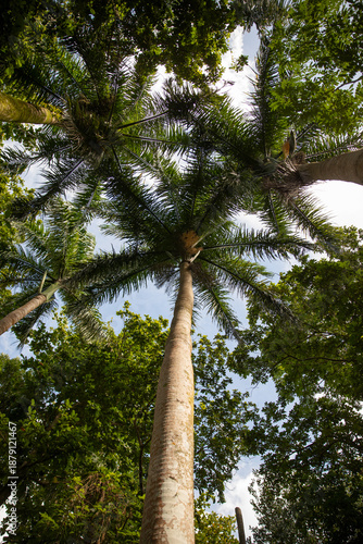 Palm trees from a very low angle view, tropical plant trees.