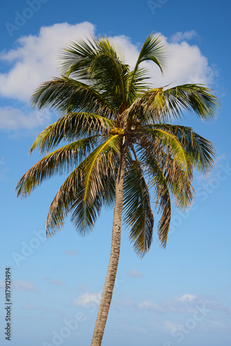 palm tree and blue sky with some scattered clouds in a tropical setting.