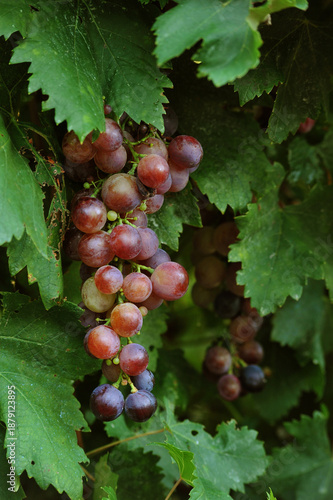a bunch of pink grapes in the garden