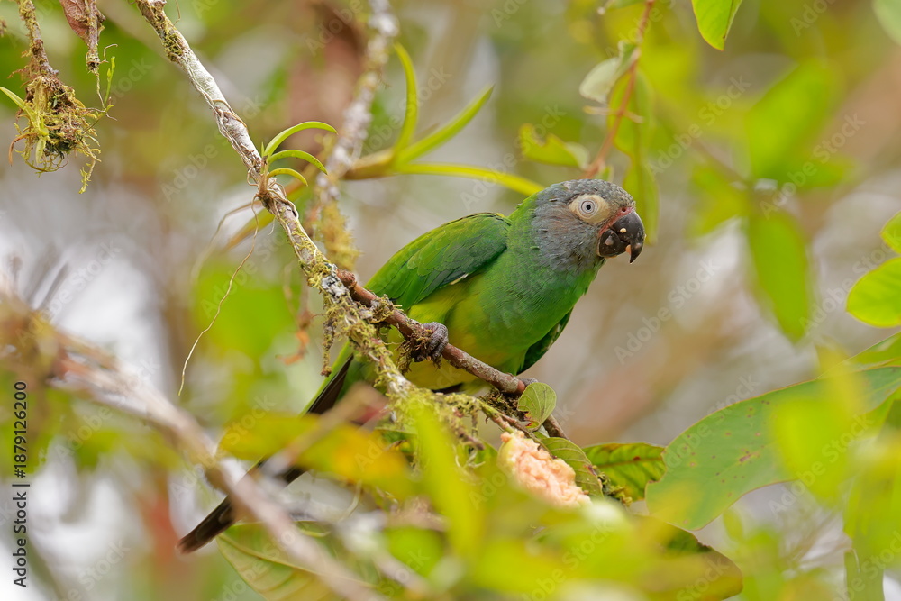 Obraz premium Dusky-headed parakeet, Aratinga weddwllii, Parque Nacional Cayambe-Coca, Ecuador