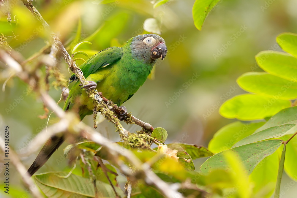 Obraz premium Dusky-headed parakeet, Aratinga weddwllii, Parque Nacional Cayambe-Coca, Ecuador