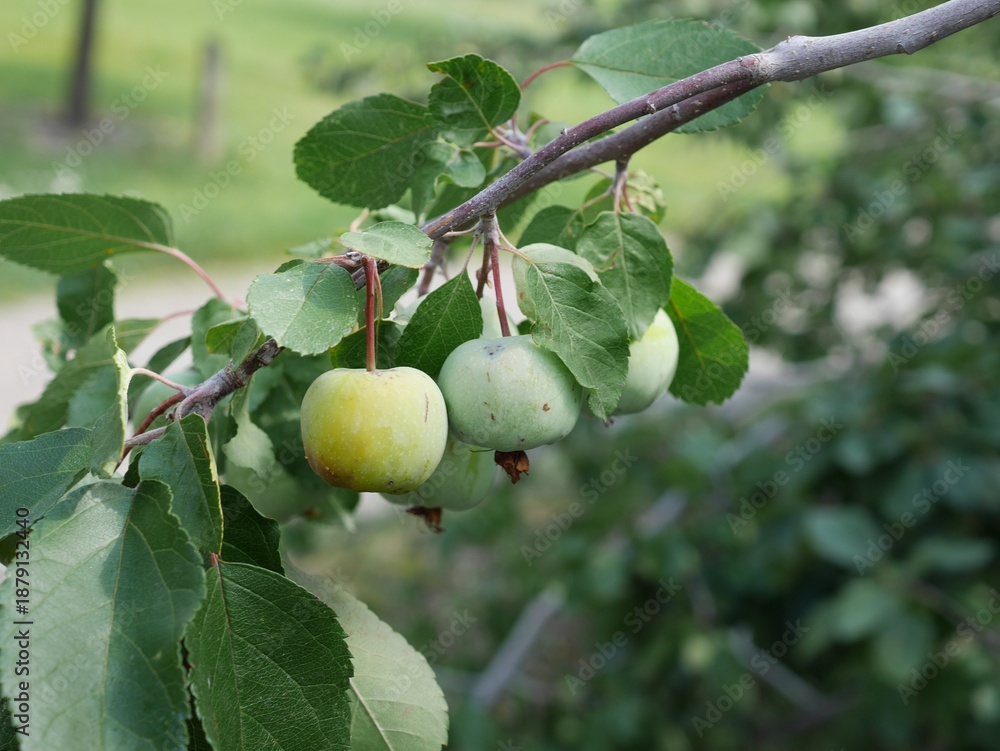 Fototapeta premium Green Brandywine Crabapple Fruits on Tree Branch in August, Colorado