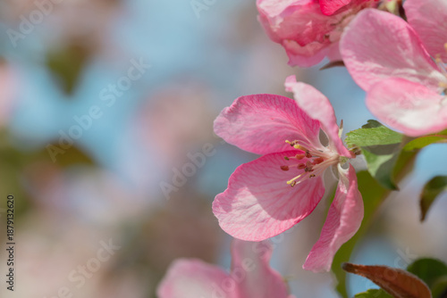 Pink Apple Blossom Cluster With Blue Sky Background—Delicate Spring Flowers F...