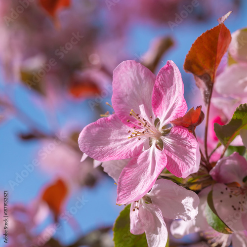 Pink Blossom Cluster On Spring Tree Branch With Soft Lighting And Delicate Pe...