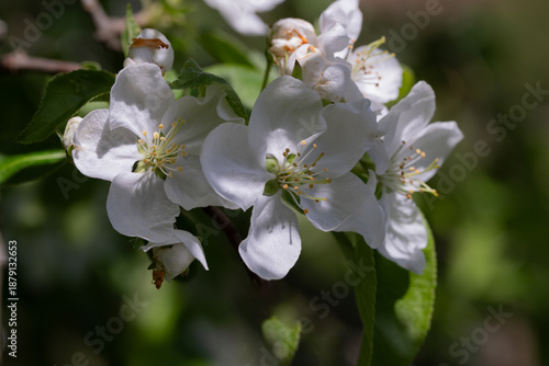 White Apple Blossom Cluster On Green Leaves On Branch Under Soft Light