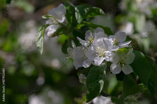 A closeup of white apple blossoms on a leafy branch, bathed in soft sunlight....