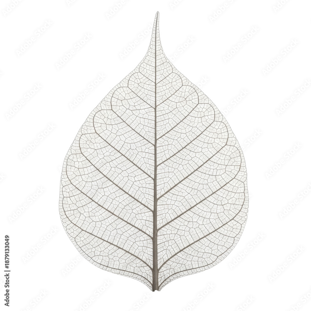 Obraz premium Delicate leaf skeleton detail