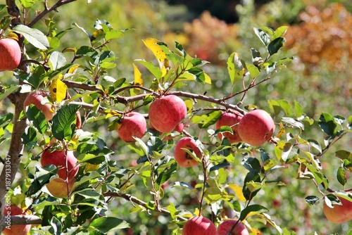 빨갛게 익은사과