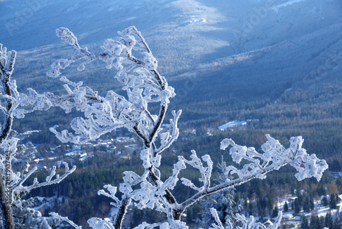 structure of snow and frost on tree. extreme cold weather concept
