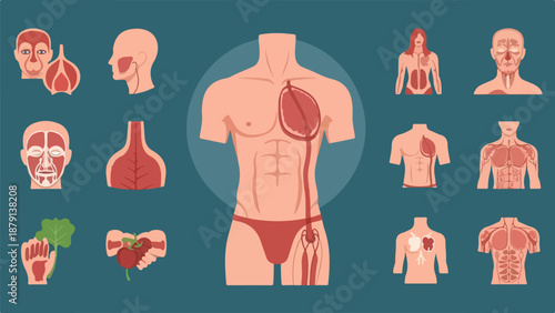 set of human body parts