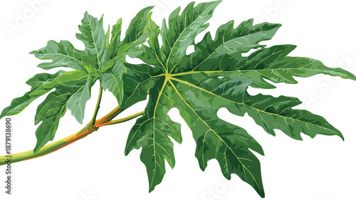 Creative Papaya Leaf Clipart Vector Art and Illustration for Design Projects