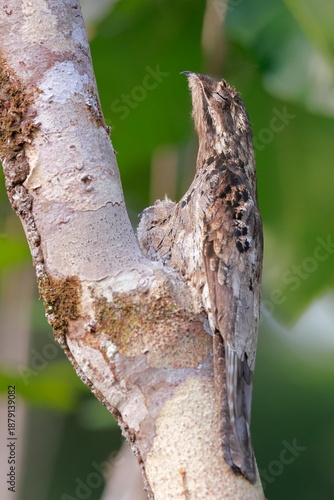 Long-tailed potoo, Nyctibius aethereus, Parque Nacional Yasuní, Ecuador