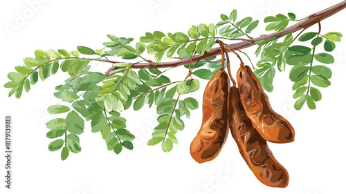 Tamarind Vector Clipart for Art and Illustration with Outline Design