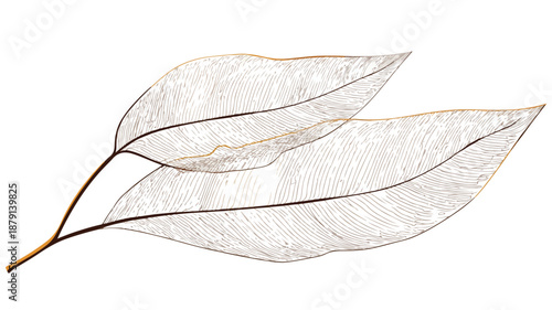 Tea Leaf Design Vector Concept with Outline on White Background