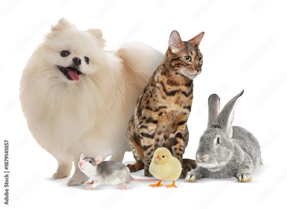 Obraz premium Group of different animals on white background. Poster design for veterinary or pet shop
