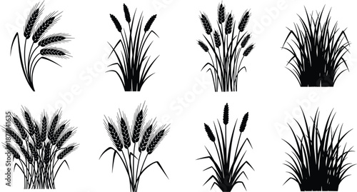 Wheat and grass silhouettes collection, black botanical plants and cereal crops isolated on white background for agriculture and nature design