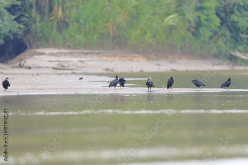 Black vulture, Coragyps atratus, Parque Nacional Yasuní, Ecuador