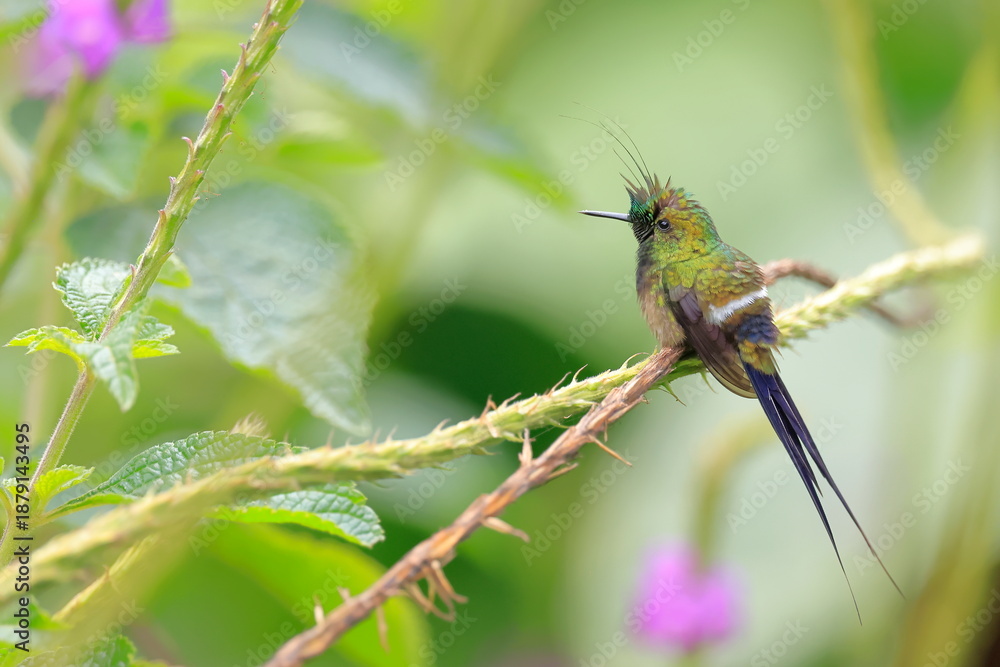 Fototapeta premium Wire-crested thorntail, Discosura popelairii, Ecuador