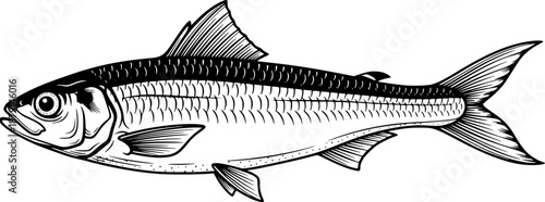 Herring fish drawing featuring fins and tail for ocean wildlife and forage bait concept – Black Vector Illustration