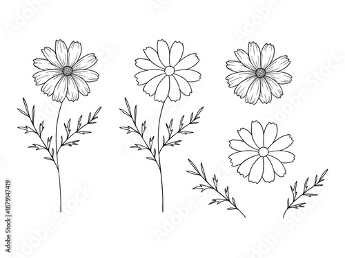Cosmos - october birth month flower, line art vector set in monochrome style. Hand drawn botanical illustration. Floral sketch expressing individuality, minimalism and tattoo design concepts.
